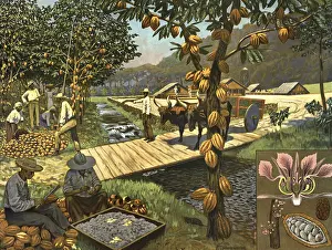 Historical Farming Practices Prints: Harvesting and processing of cockao
