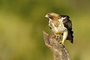 Deserted Tree Scene Prints: A hawk in attack position on a tree trunk with green background