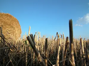 Hay Harvest Prints: Hay