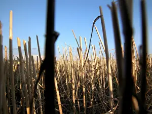 Hay Harvest Prints: Hay