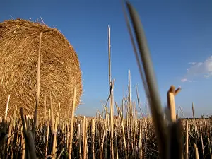 Hay Harvest Prints: Hay
