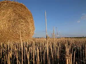 Hay Harvest Prints: Hay