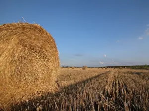 Hay Harvest Prints: Hay