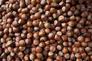Daytime Food Photography Prints: Hazel nuts, background