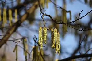 Common Hazel Plant Prints: Hazelnut pollen, Germany