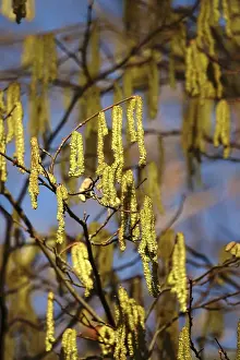 Germany No People Prints: Hazelnut pollen, Germany