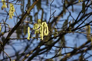 German Plants Prints: Hazelnut pollen, Germany