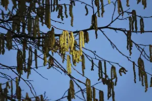 German Nature Prints: Hazelnut pollen, Germany