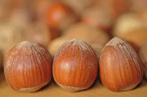 Hazelnut Nutrition Prints: Hazelnuts