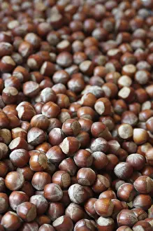Close Up Hazelnuts Prints: Hazelnuts