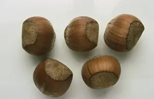Single Colored Backgrounds Prints: Hazelnuts, Hazelnuts