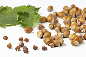 Hazelnut Bush Leaves Prints: Hazelnuts in and without shell