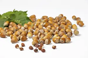 Hazelnut Bush Prints: Hazelnuts in and without shell