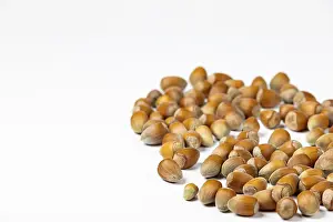 Studio Photography Of Nuts Prints: Hazelnuts in shell, white background, copy room