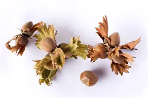 Hazelnut Leaves Prints: Hazelnuts on a twig