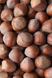 Open Air Environment Prints: Many whole hazels