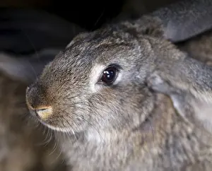 Natural Environment Portrait Prints: Head of brown rabbit. Close up. Whole background