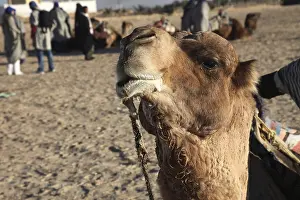 Prints of Head of a camel Related Prints: Camel Head Print