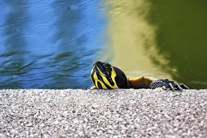 Prints of Head of a yellow-bellied tortoise (Trachemys scripta scripta) in a pond, Portugal Lake Prints: Yellow-bellied Tortoise Print in Portuguese Pond