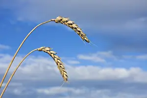 Daytime Plant Photography Prints: Heads of grain