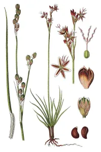 Natural Remedy Plants Prints: Heath rush (Juncus squarrosus)