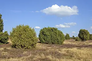 Nature Conservation Area Europe Prints: Heathland, typical vegetation, juniper (Juniperus communis) and flowering common heather (Calluna Vulgaris)