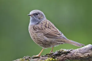 Deserted Wildlife Habitats Prints: Hedge Accentor