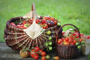 Colorful Vegetables Prints: Heirloom variety tomatoes in baskets on rustic table