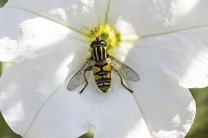 Syrphid Fly Pictures Prints: Helophilus pendulus, common hoverfly - Helophilus pendulus