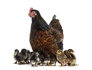 Domestic Chicken Breed Prints: Hen and her chicks