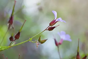 Deserted Blossom Prints: Herb robert (Geranium robertianum)