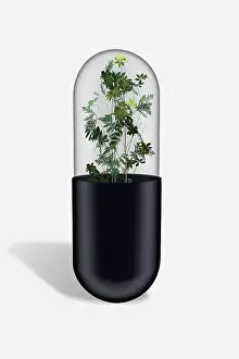 Alternative Medicine Prints: Herbs in capsule, pill
