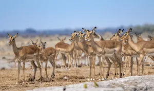 Herd of impala (Aepyceros melampus) at a waterhole