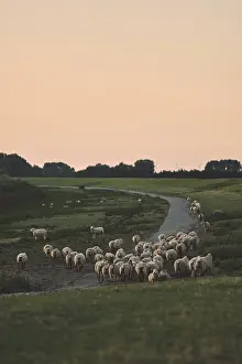 Sheep On Dike Prints: Herd of sheep on dike