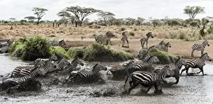 African Savanna Landscape Prints: Herd of zebra galloping in a river
