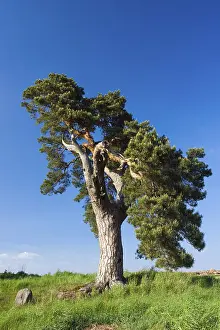 Monument Conservation Europe Prints: Heritage-protected Pine tree (Pinus sp)