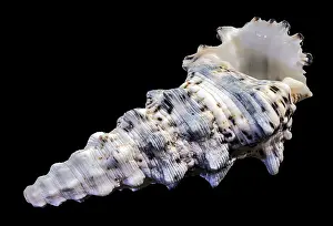 Sea Snail Prints: Hexaplex trunculus Murex Shell Print