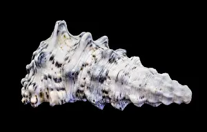 Sea Snail Prints: Hexaplex trunculus Murex Shell Print, Macro Close-Up