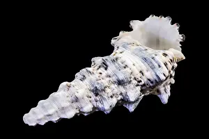 Sea Snail Prints: Hexaplex Trunculus Murex Shell Print