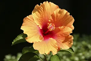 Hibiscus Flower Prints: Hibiscus