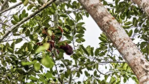 Prints of A hidden monkey sits high up in the branches, surrounded by green foliage: the Venezuelan red howlers in the Amazon Basin near Rurrenabaque in Bolivia (Alouatta seniculus) Howler Monkey Prints: Venezuelan Red Howler Monkey Print: Amazon Basin Scene