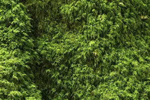 Close Up Tree Details Prints: High resolution image capturing the lush