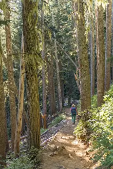 Nature Photography Canada Prints: Hiker on trail through sparse forest