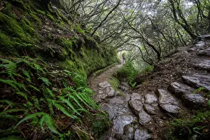 Dense Forest Landscape Prints: Hikers on a footpath with steps through dense forest