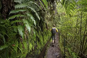 Hiking In Madeira Prints: Hikers on a narrow path along a levada