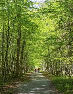 Bavaria Nature Tourism Prints: Two hikers on path through deciduous forest