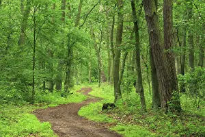 Hiking In Germany Prints: Hiking (Muritz)