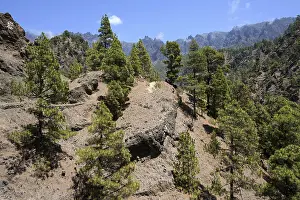 Coniferous Tree Species Prints: Hiking trail through sparse pine forest