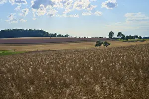 European Uplands Landscape Prints: Hilly fields with trees under a slightly cloudy sky