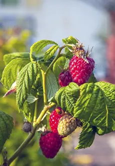 Deserted Strawberry Field Prints: Himbeeren